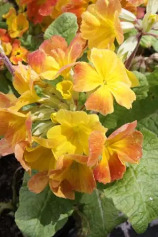 Primula 'Butterscotch'