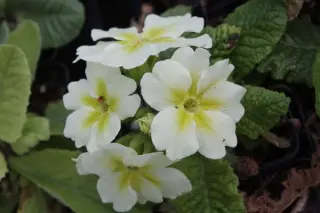 Primula 'Chartreuse'