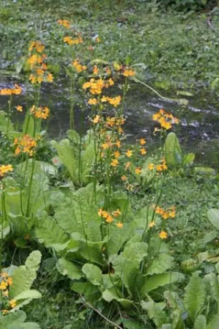 Primula chungensis