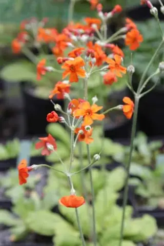 Primula cockburniana