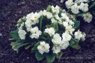 Primula 'Dawn Ansell'