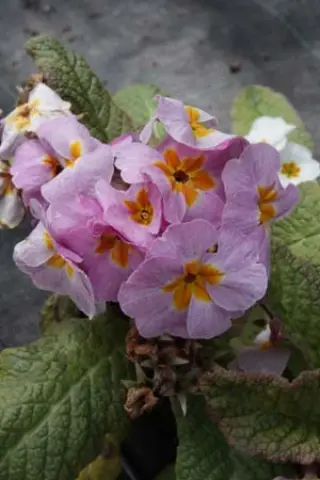 Primula 'Daybreak'
