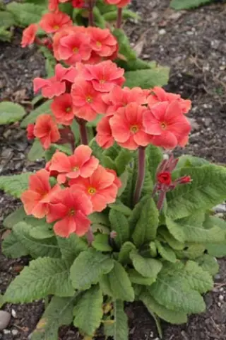 Primula 'Don Keefe'