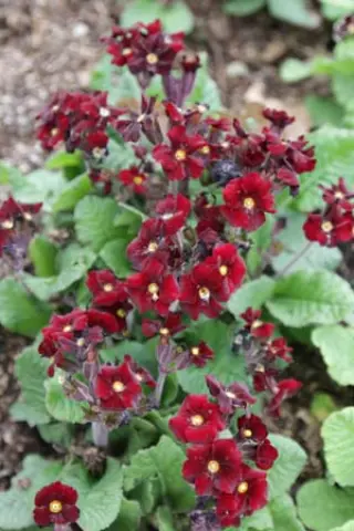 Primula 'Fireflies'