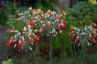 Primula florindae 'Keilour Hybrids'