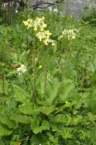 Primula florindae