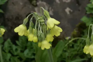 Primula florindae