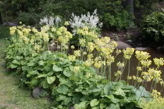 Primula florindae