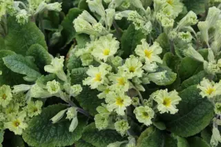 Primula 'Francisca'