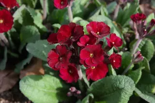 Primula 'Garnet Cowichan'