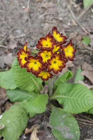 Primula 'Gilded Ginger'