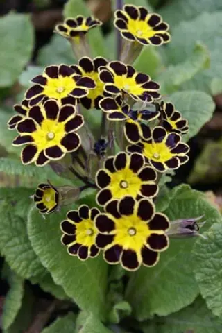 Primula elatior hybr. 'Gold Laced Black'