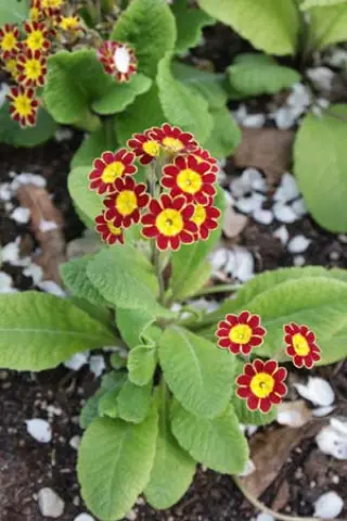 Primula 'Gold Lace Hose In Hose'