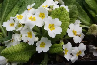 Primula 'Harbinger'