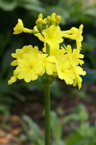 Primula helodoxa (prolifera)