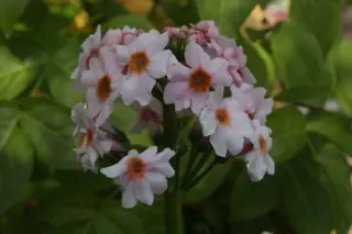 Primula japonica 'Appleblossom'