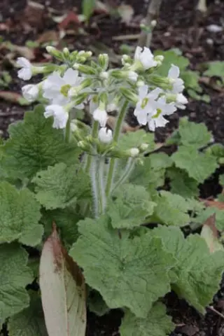 Primula kisoana 'Alba'