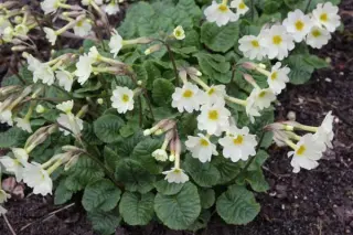 Primula 'Lady Greer'