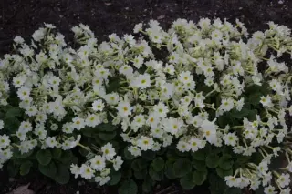 Primula 'Lady Greer'