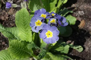 Primula 'Marine Blues'