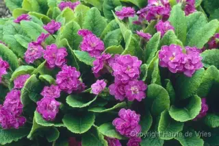 Primula 'Marie Crousse'