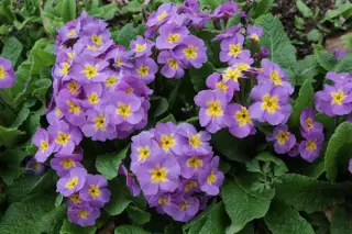 Primula 'Mauve Victorians'