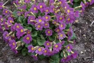 Primula 'Mcwatt's Claret'