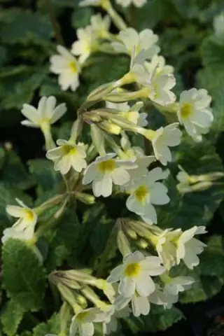 Primula 'Mcwatt's Cream'