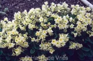 Primula 'Mcwatt's Cream'