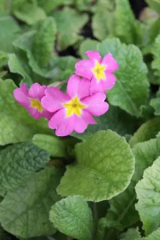 Primula 'Old Rose Victorians'