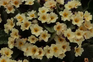 Primula 'Osiered Amber'