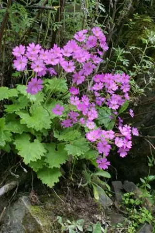 Primula polyneura