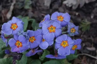 Primula 'Reverie'
