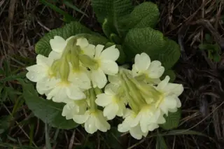 Primula ruprechtii