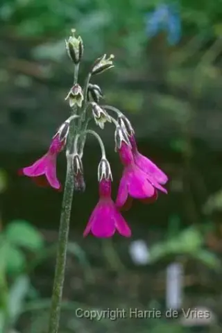 Primula secundiflora