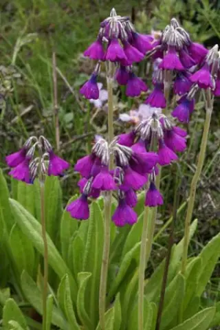 Primula secundiflora