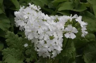 Primula sieboldii 'Galaxy Strain'