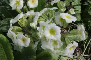 Primula 'Sorbet'