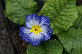 Primula 'Tie Dye'