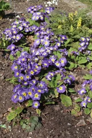 Primula 'Tie Dye'