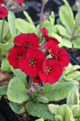 Primula 'Venetian Cowichan'
