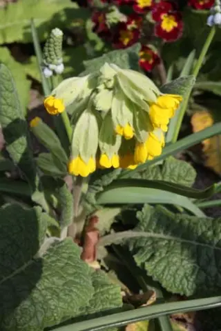 Primula veris 'Coronation Cowslips'