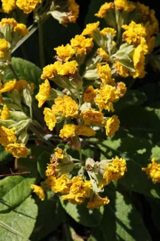 Primula veris 'K. Mc.sparron'
