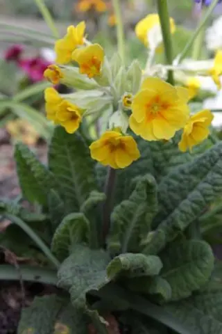 Primula veris 'Lord Alfred'