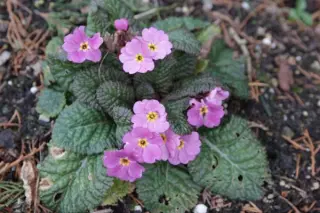 Primula 'Vera Maud'