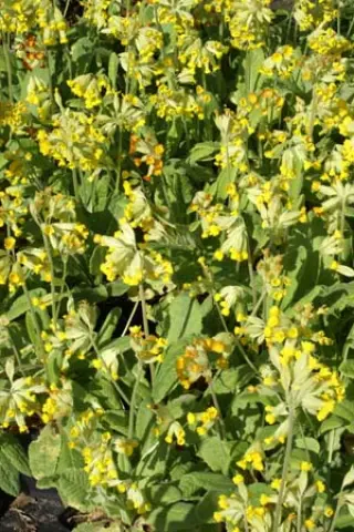 Primula veris wilde vorm