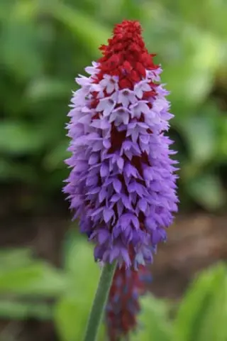 Primula viallii