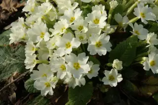 Primula vulgaris 'Crispy Cream'