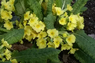Primula vulgaris 'Turkish Delight'
