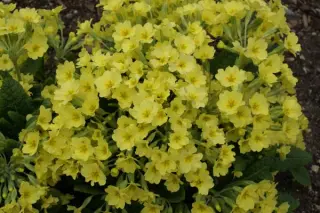 Primula vulgaris x veris (P. x polyantha)